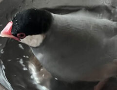 水浴びする文鳥