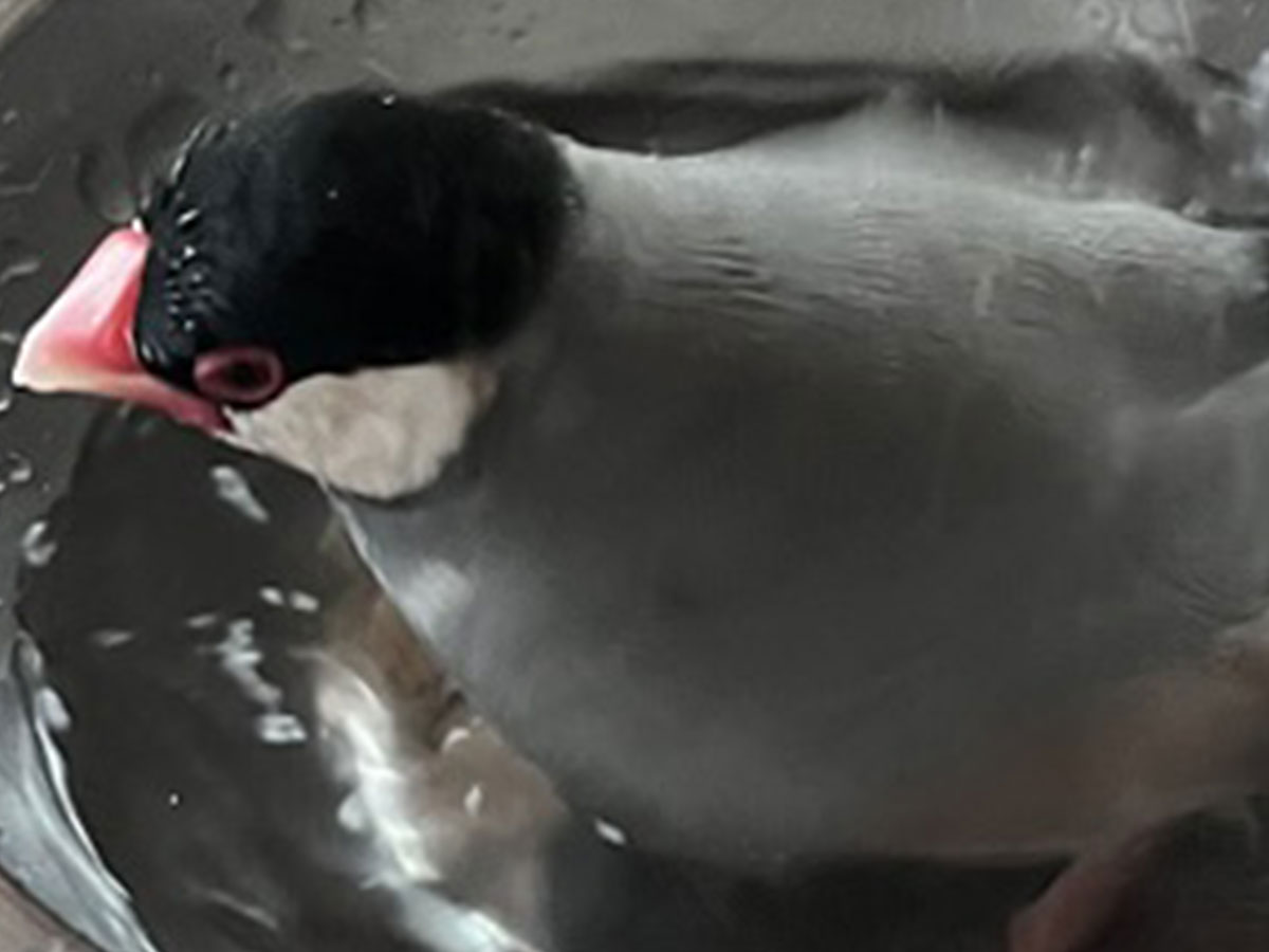 水浴びする文鳥