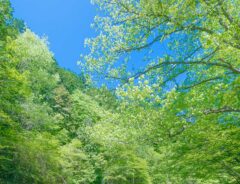 長野県の渓谷