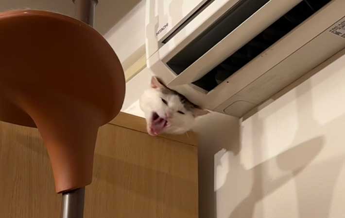 猫の画像