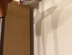 猫の画像
