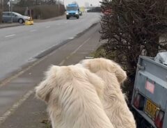 犬の画像