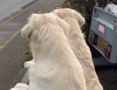 犬の画像