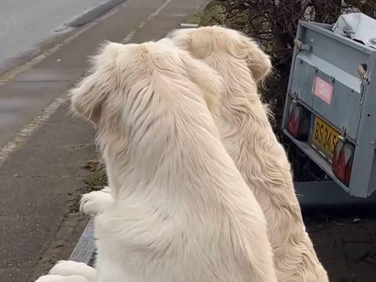犬の画像
