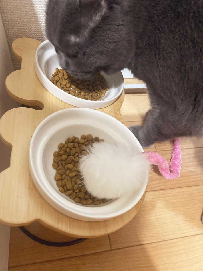 お気に入りのオモチャと一緒に、ご飯を食べる猫