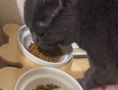 ご飯を食べる猫