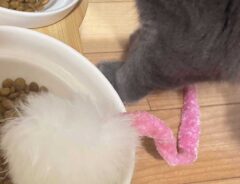 猫の足とオモチャ