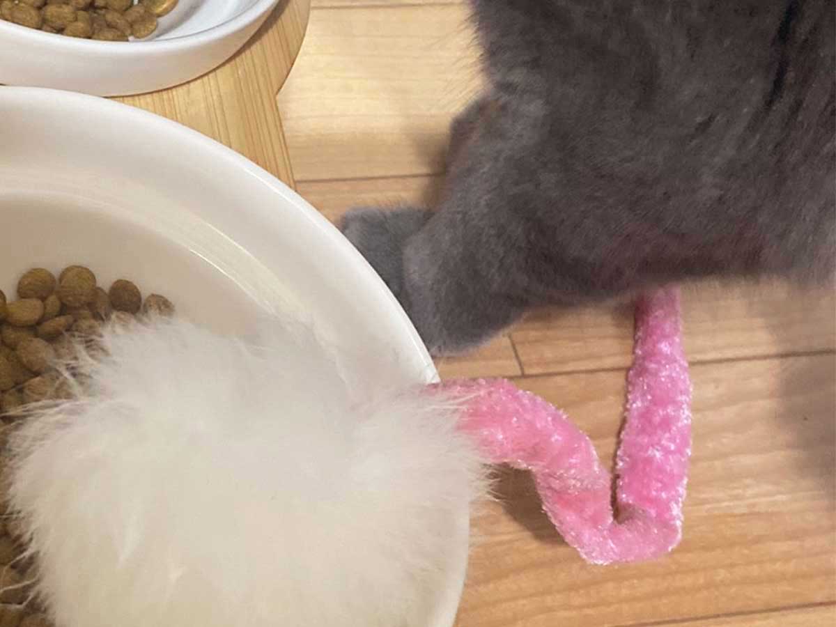 猫の足とオモチャ