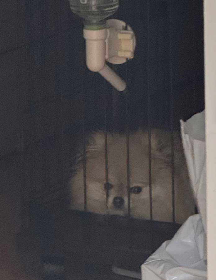 なかなか帰ってこない飼い主に怒り心頭なポメラニアンの写真