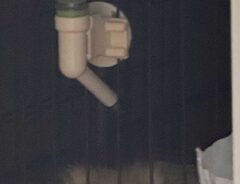 ポメラニアンの写真
