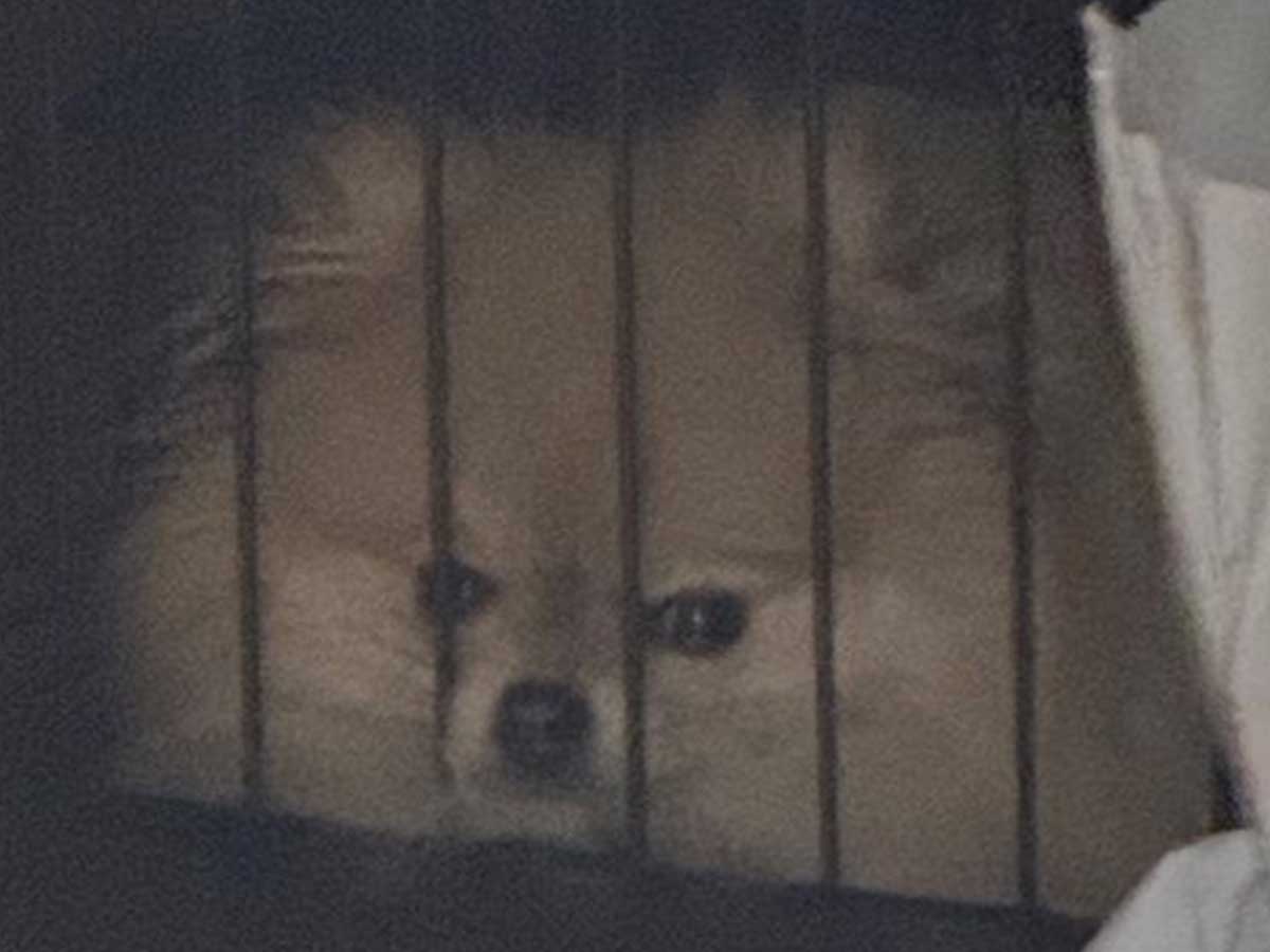 ポメラニアンの写真