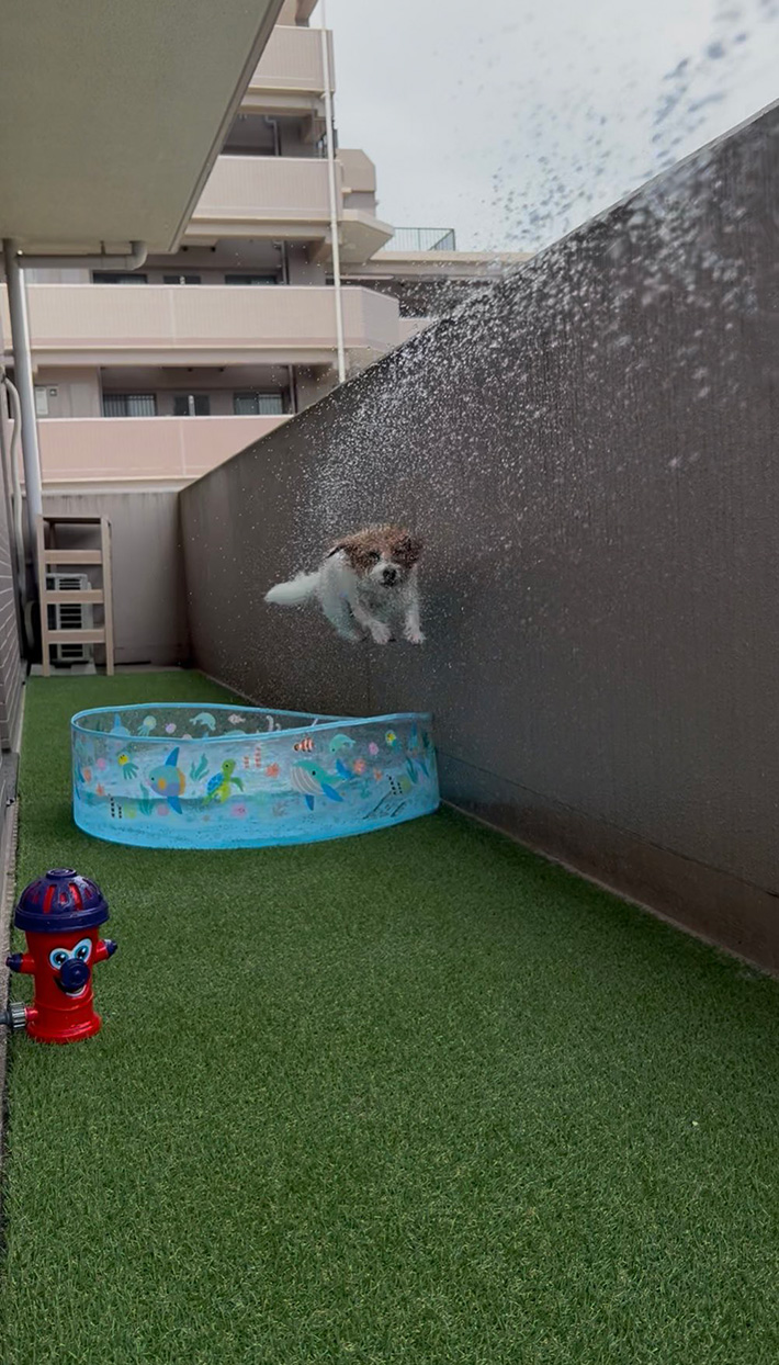犬の写真