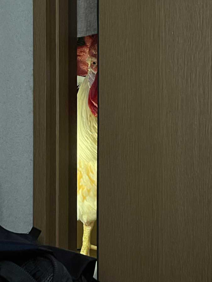 ホラー映画に登場するキャラクターのようなニワトリの写真
