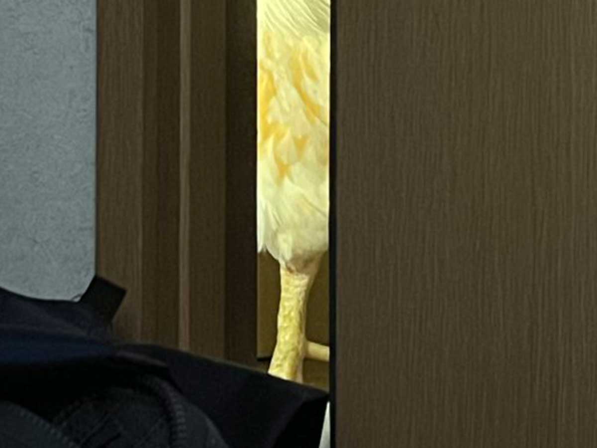 ニワトリの写真