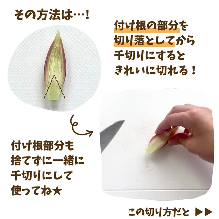 ミョウガの写真