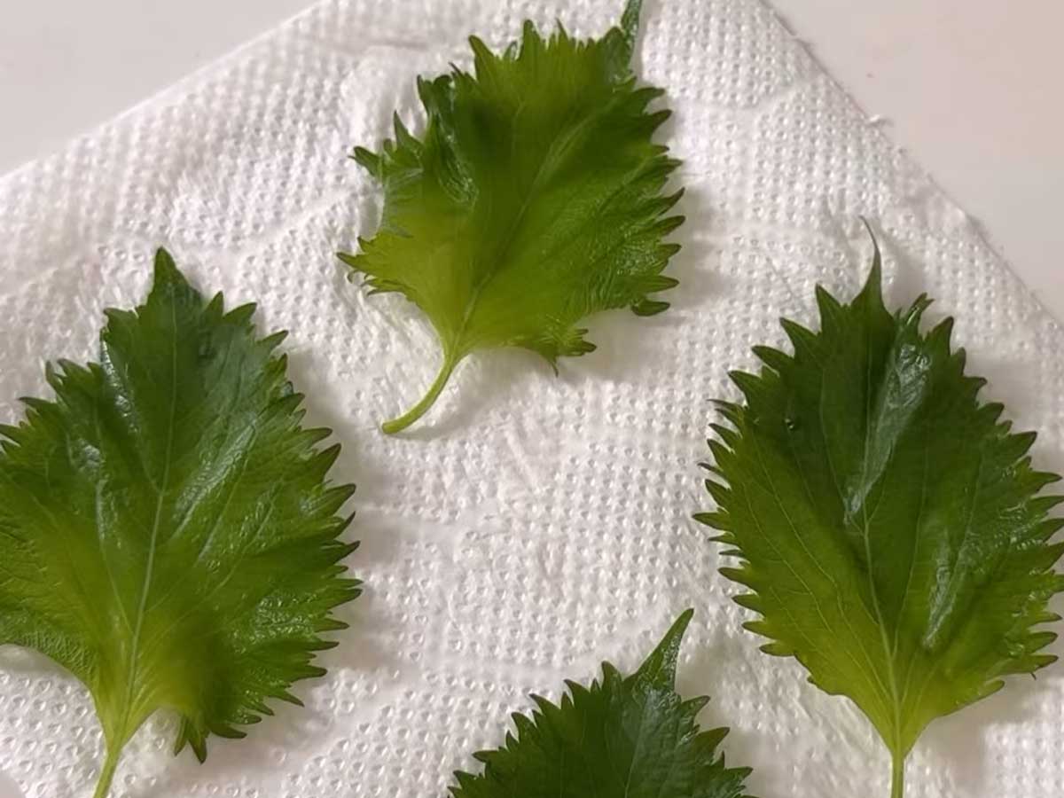 大葉漬けのレシピ画像