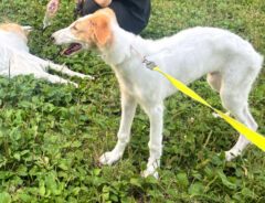 ２匹の犬と飼い主さん