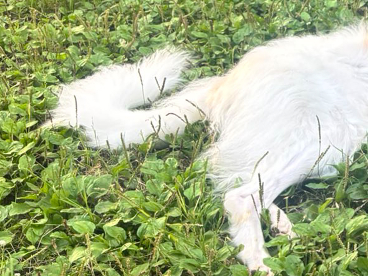 2匹の犬と飼い主さん