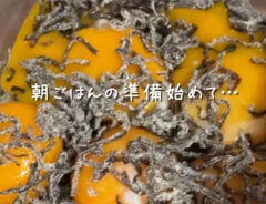 ある（aru_no_kurashi）さんが紹介した『塩昆布の卵黄漬け』