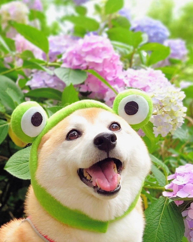 柴犬