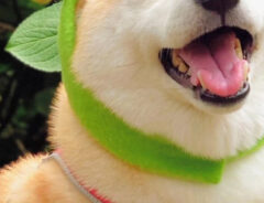 柴犬