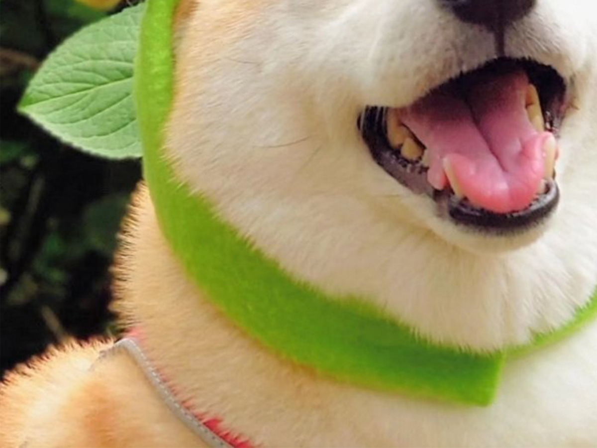 柴犬