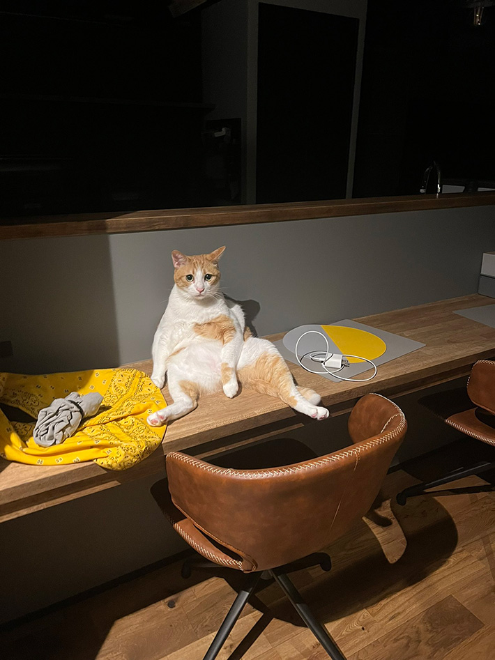 猫の写真