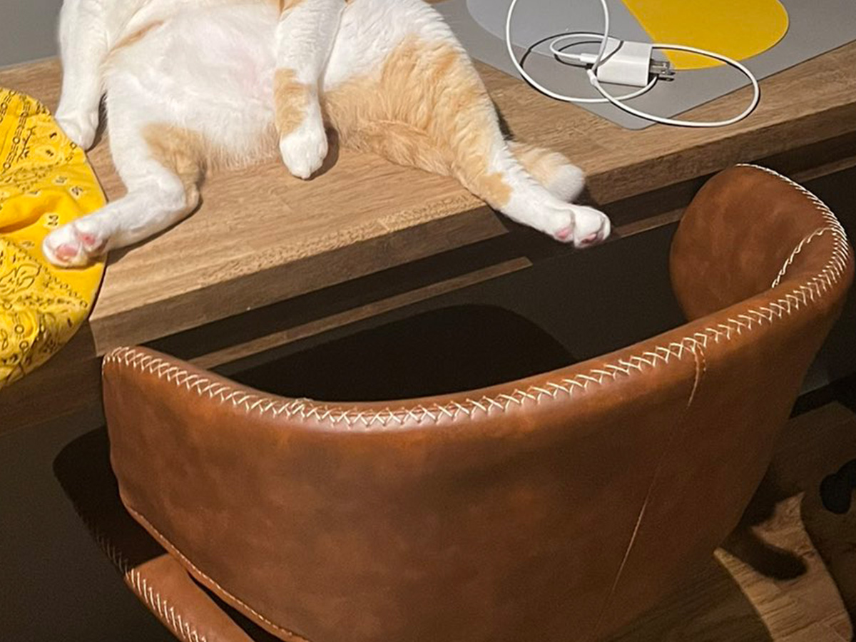 猫の写真