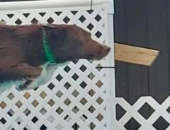 プールに飛び込むボーダーコリーの写真