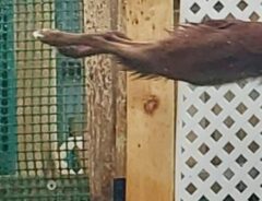 プールに飛び込むボーダーコリーの写真