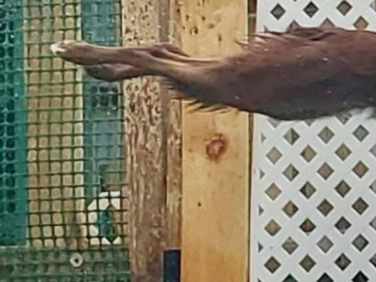 プールに飛び込むボーダーコリーの写真