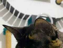 猫の写真