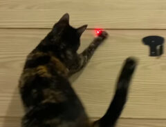猫の写真