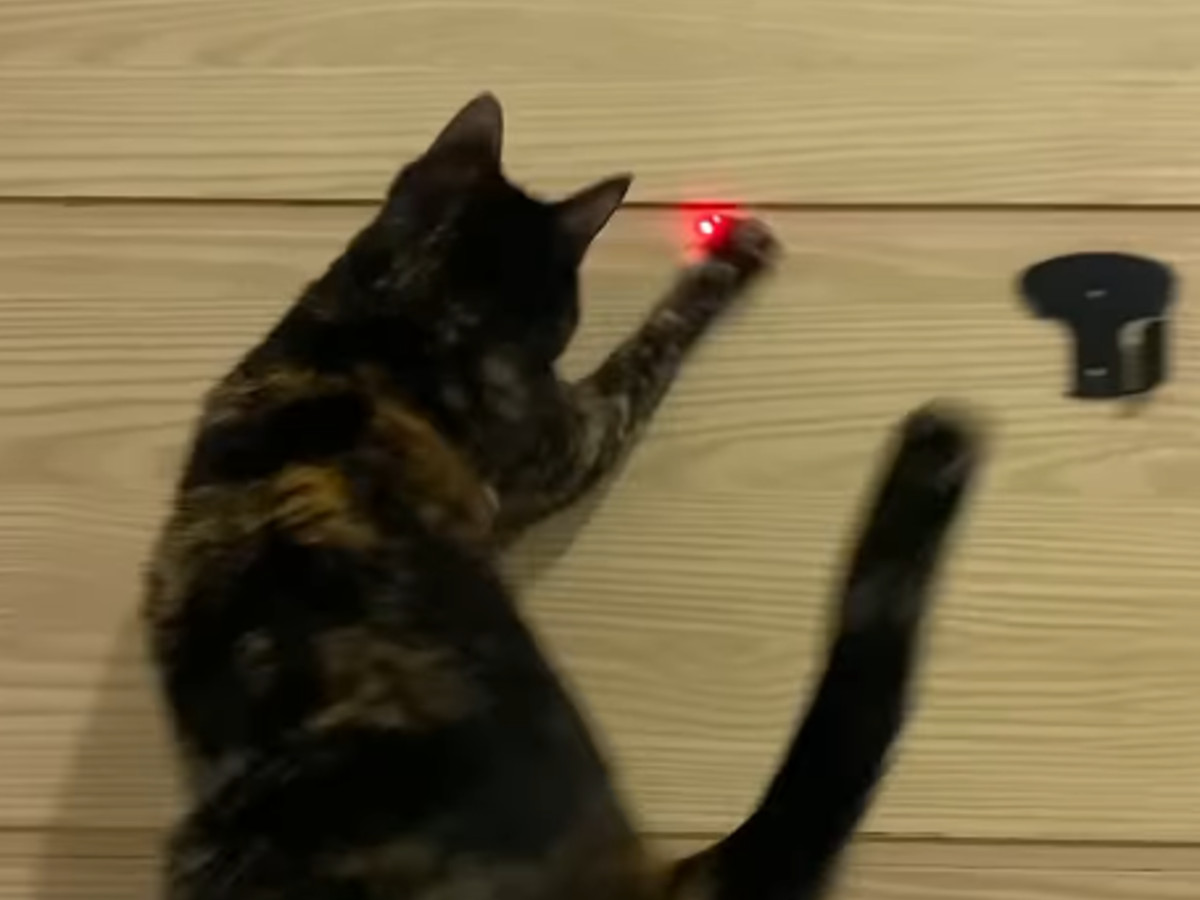 猫の写真