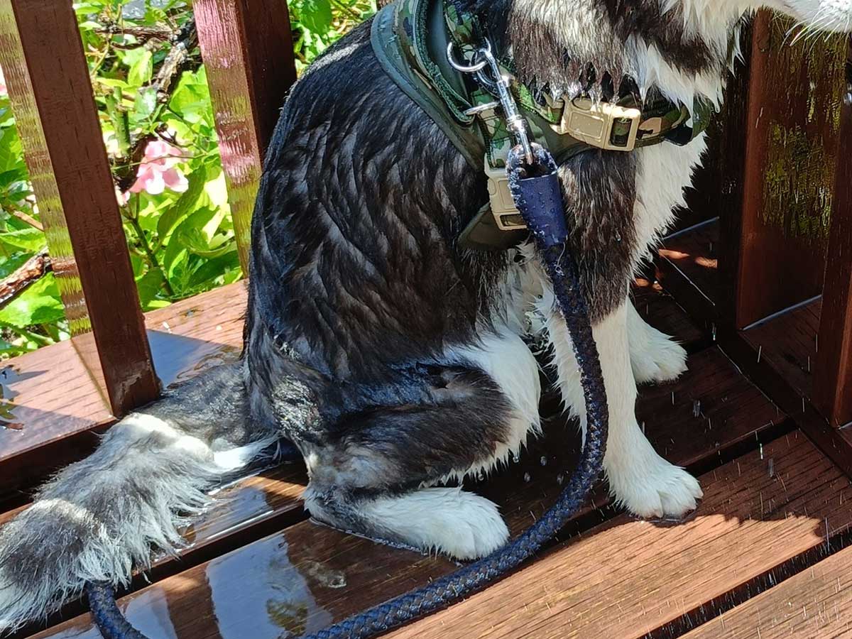 ハスキーの写真