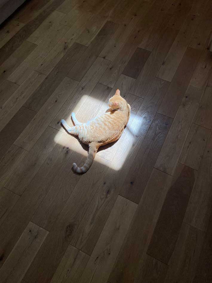 スポットライトを浴びているように見える、日向ぼっこ中の猫の写真