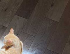 猫の写真