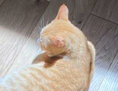 猫の写真