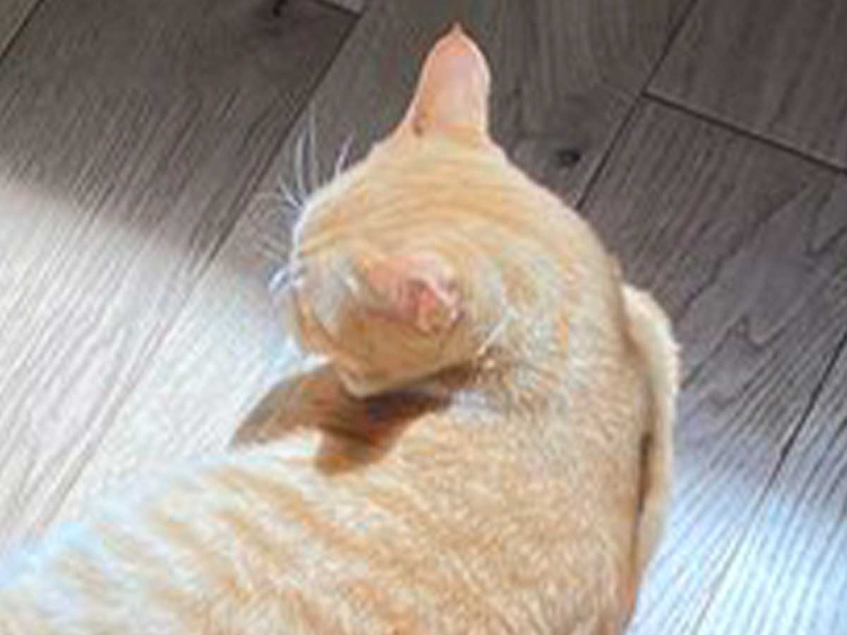 猫の写真