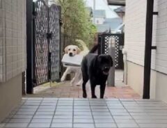 走ってくるゴールデン・レトリバー