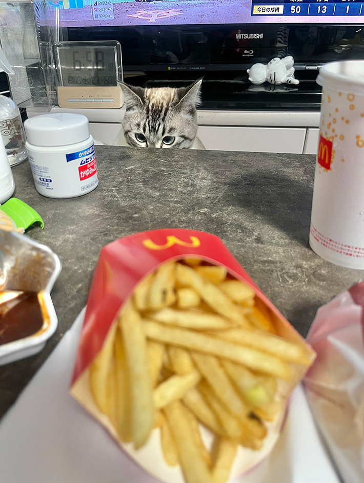 猫のちくわくん
