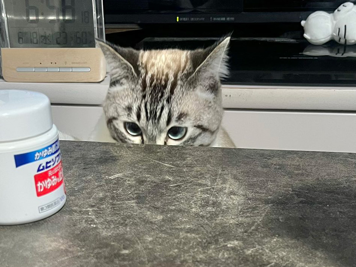 猫のちくわくん