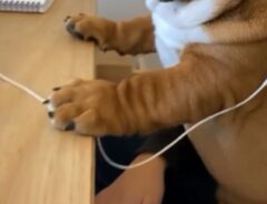 ブルドッグの子犬の写真