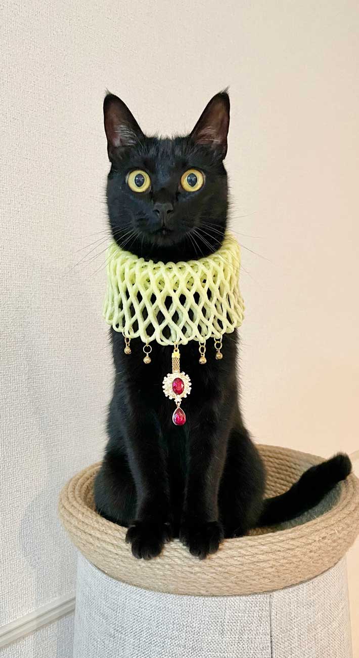 猫の写真