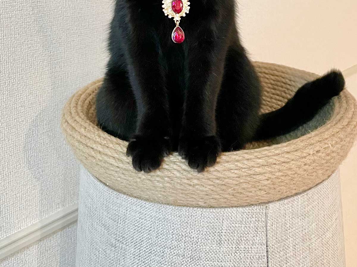 猫の写真