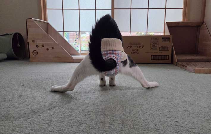 猫の写真