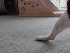 猫の写真