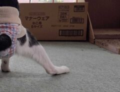 猫の写真