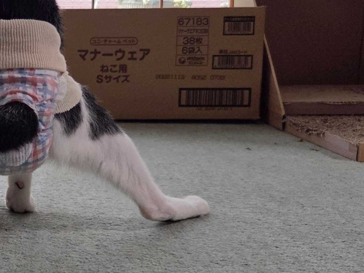 猫の写真