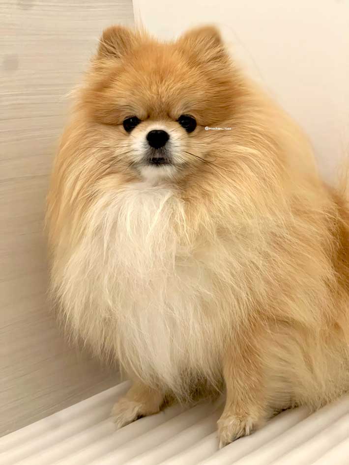 犬の画像